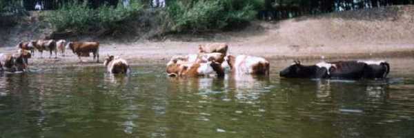 /friends/water/02tiszatu/photos/photo018.jpg